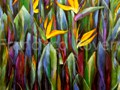 A Place in a Garden  (Oil on canvas 102.5 x 76.5cm)